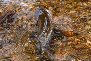 Trout Swimming Downstream at Tonahutu Recreational Ranch for Sale in Colorado