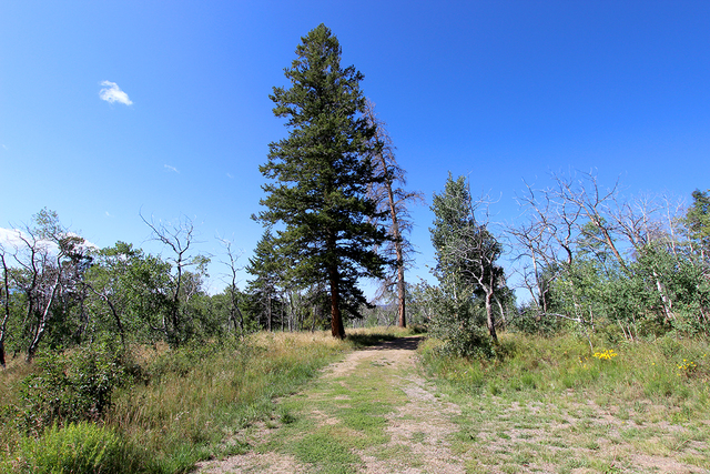 Ponderosa Pine and Aspen Forest Found at Aspen Ridge Ranch