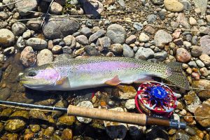 Rainbow-2